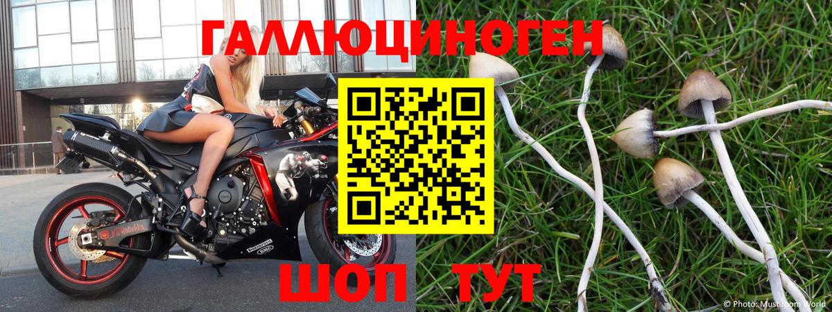 Галлюциногенные грибы Psilocybine cubensis Михайловск